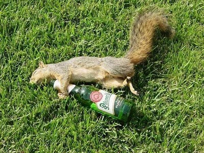 funny squirrel pictures. funny-squirrels14.jpg